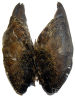 Grouse Wings