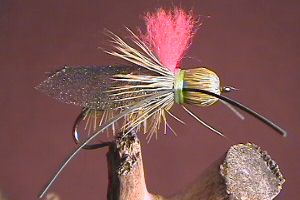General Terrestrial Olive