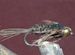 Half Back Gold Tungsten BH