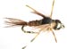 Hare & Pheasant BT Rubber Legs - GC