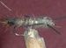 Hares Ear Rubber Legs