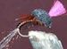 Stu's Emerger