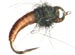 Horn Caddis Black Tungsten - GC
