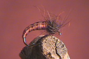 Caddis ( Horn )