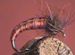 Caddis ( Horn )