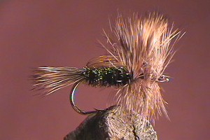 Humpy Peacock