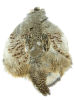 Hungarian Partridge Skins