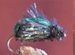 Beetle Green (Fleetle)