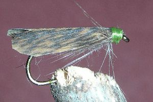 Lace Moth