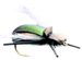 Flying Loco Beetle