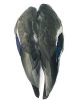 Mallard Wings Veniard