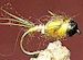 Micro Mayfly BT Olive