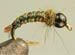 Green & Brown Micro Jelly Caddis TB