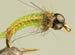 Green Micro Jelly Caddis TB
