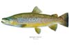 Martin Simpson Brown Trout