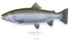 Martin Simpson - Rainbow Trout