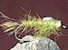 Gold Ribbed Hares Ear Olive GT