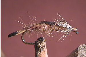 Carty's Oniscigaster