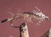 Carty's Oniscigaster