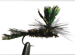 Loves Lure Parachute