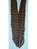Pheasant Tails Feathers x 2 (Veniard)