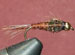 Pheasant Tail GBH - GC