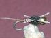 Pheasant Tail Rubber Leg Gold BH