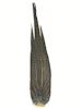 Pheasant Tail - Complete Tail