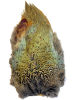 Pheasant Patch