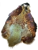 Ringneck Pheasant Skin