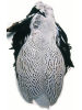 Silver Pheasant Skin