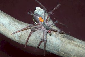 Sparkys Spider Brown