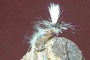Spotlight Emerger