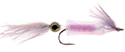 Shortfin Squid