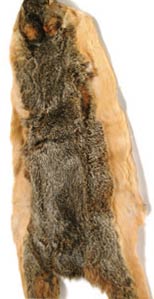 Squirrel Skin