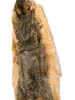 Squirrel Skin