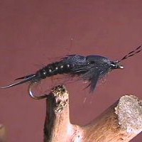 Stone Fly Carty's Black
