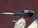 Stone Flies Black GC