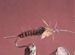Stone Fly Carty's Brown