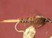 Stone Flies Brown GC