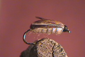 Water Boatman