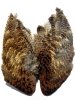 Woodcock Wings