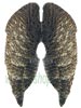 Woodcock Wings