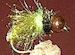 Z-Wing Caddis Olive CB
