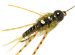Skwala Stone Blk.Tb/Olive
