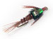 Pheasant Tail Flashback