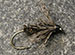 Soft Hackle Part Herl/Nemes