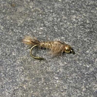 Gold Rib Hares Ear Tb