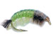 Caddis (Net Building) Olive
