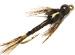 Thin Skin Nymph Tungsten Black